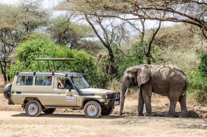 Elephants In Lake Manyara National Park