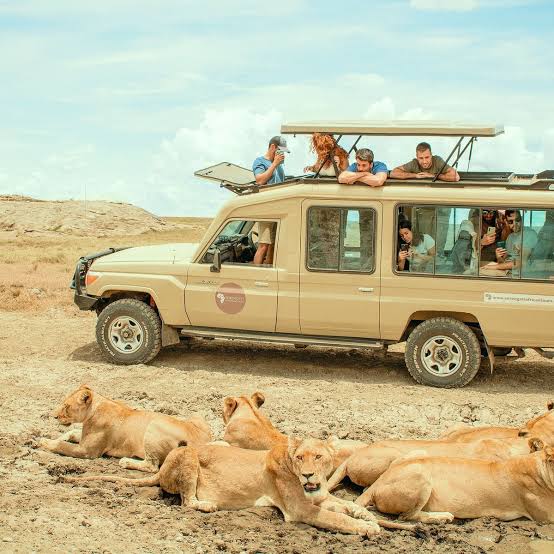 A lioness resting in the wild during a family safari experience in Serengeti National Park, Tanzania