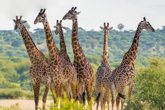 Scenic wild giraffe roaming next to acacia trees in Tanzania safari park