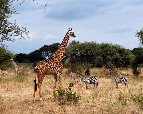 best tanzania private safari tours