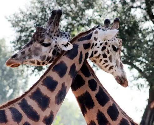 Giraffe In Lake Manyara National Park