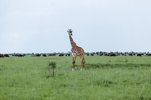 3 days Tanzania private safari tour in the serengeti for 2026-2027