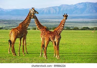 Large elephant herd grazing near baobab trees in ngorongoro