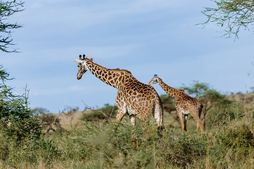 6-Day Serengeti Private safaris from Zanzibar