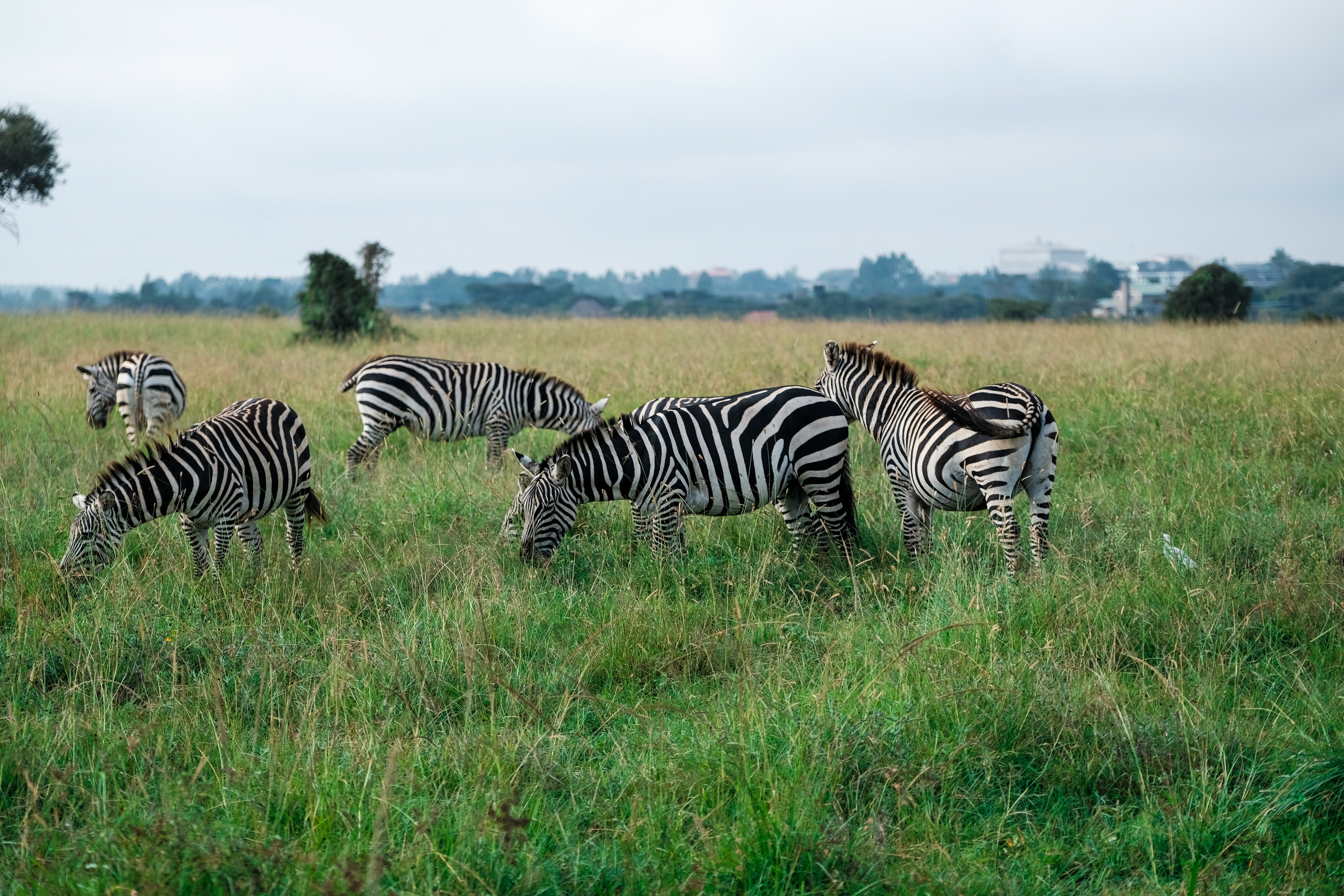 Tanzania Safari