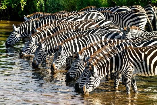 Group joining 4x4 safari vehicle in Mikumi National Park