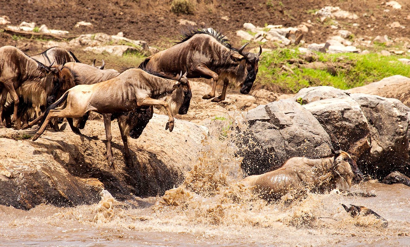 Grumeti River crossing event in Western Corridor Serengeti