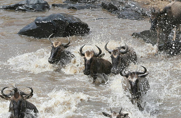 Wildebeest herds plunging through the water during a dramatic Grumeti River crossing safari in the Western Serengeti