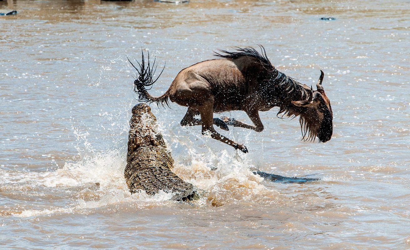 5 Days Grumeti River Great Migration Safari Tour
