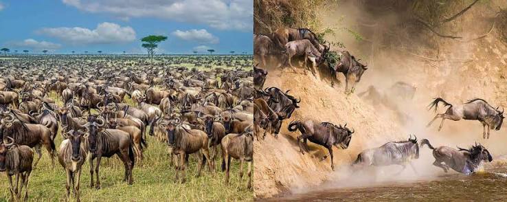 Scenic view of wildlife and safari landscape in Serengeti National Park