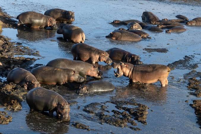 Hippopotamuses Swimming in Lake on Safari