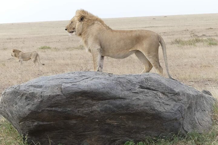 Tanzania Group Joining Safaris from Karatu