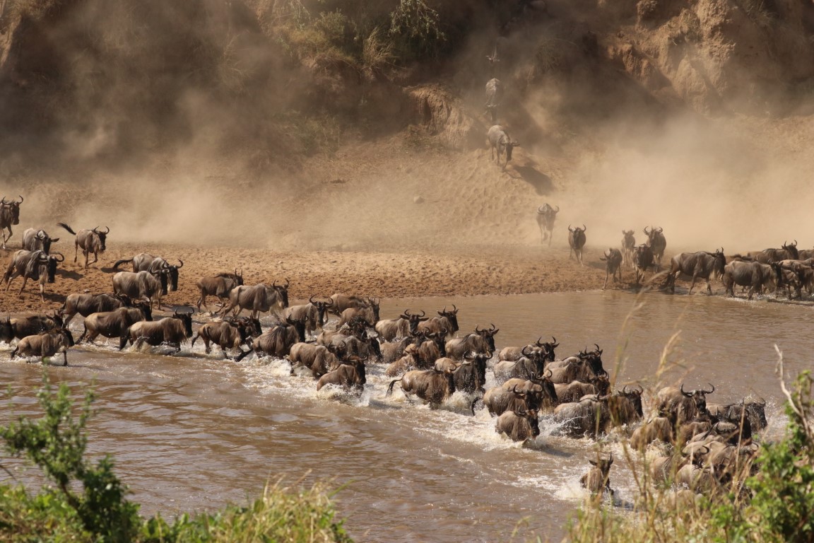 Great Migration herds gathering on the plains of Kogatende sector