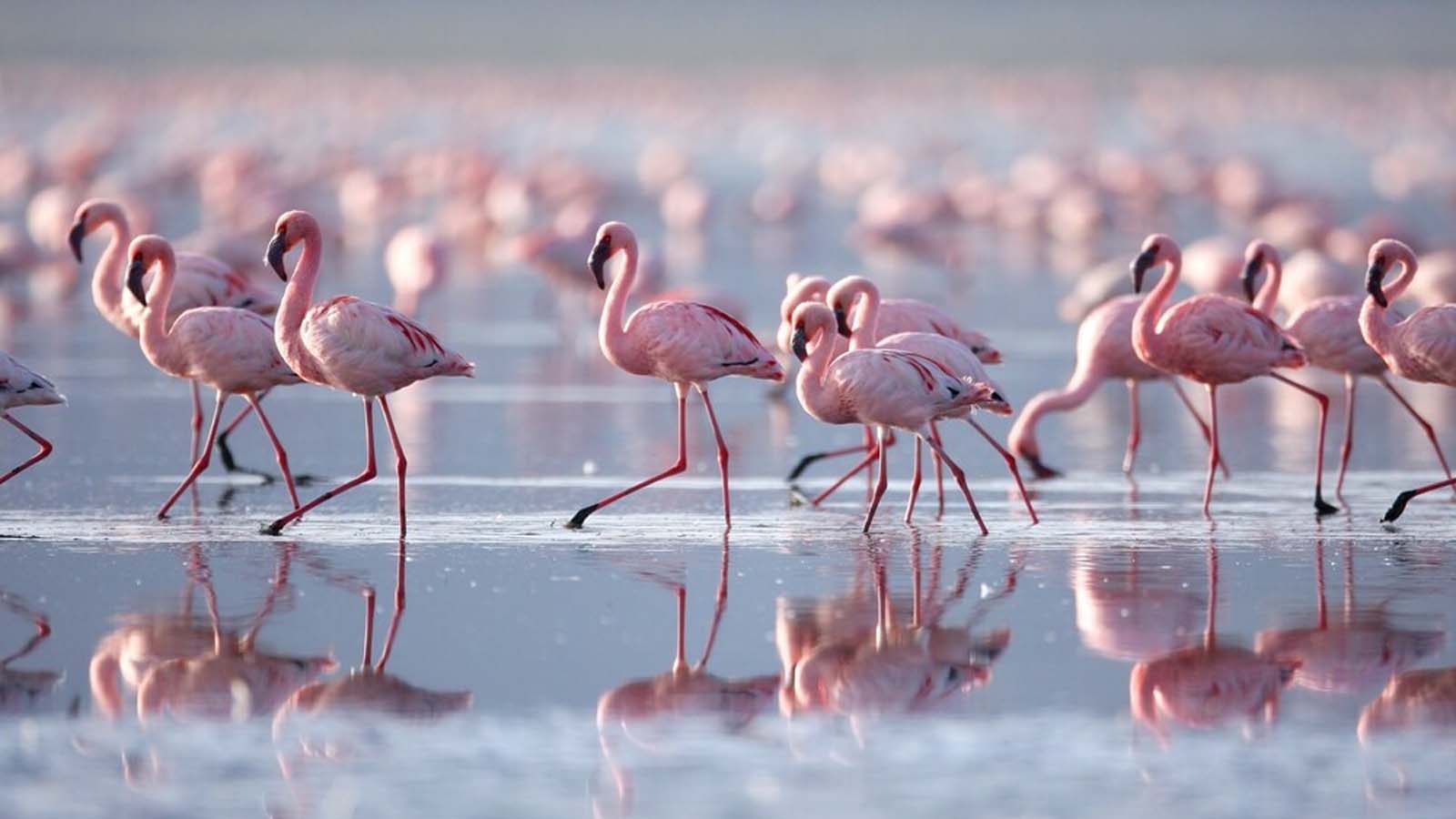 Flamingos at Lake Manyara National Park