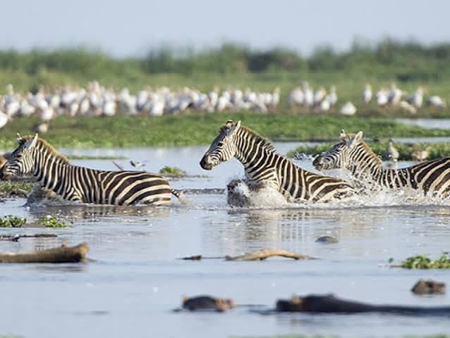 Lake Manyara National Park Tanzania Safari