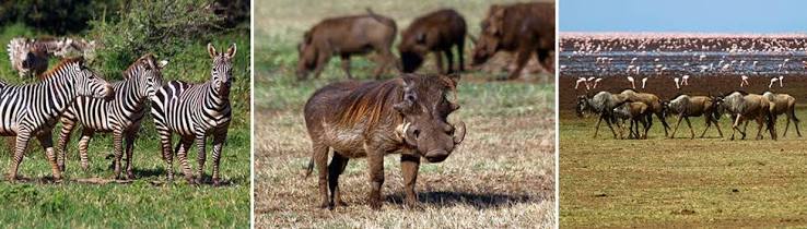 Lake Manyara Safari to Central Serengeti