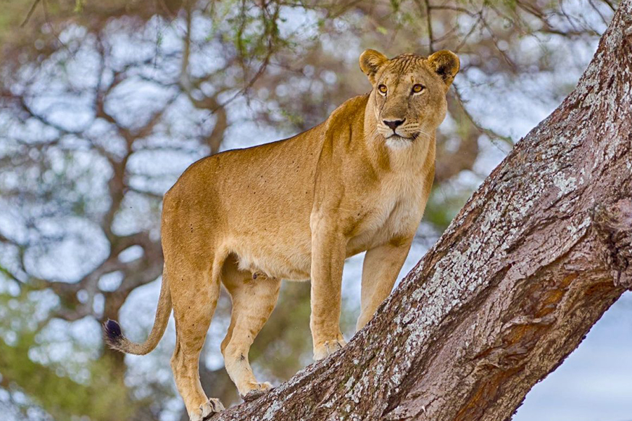 6-Day Ultimate Northern Circuit Private Safari from Arusha