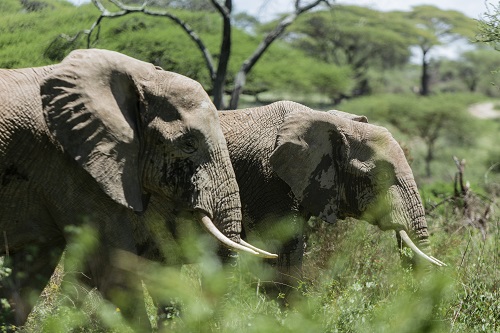 Zanzibar island vocation