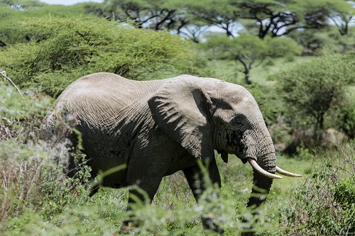 3 days private safari tour serengeti for 2026-2027