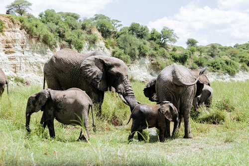 1 days Tanzania group join safari tour in the serengeti for 2026-2027