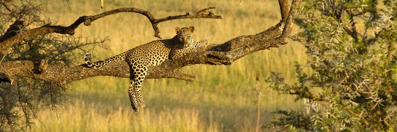 A wild leopard resting comfortably on an acacia tree branch in the Serengeti Plains