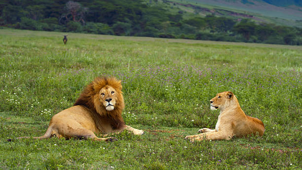A wild lion and lioness resting together on the grassy caldera floor during a Ngorongoro Crater safari tour