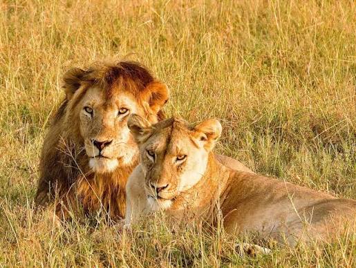 Lion and Lioness in the Serengeti