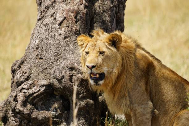 A majestic African male lion resting on the savannah grassland of the Serengeti