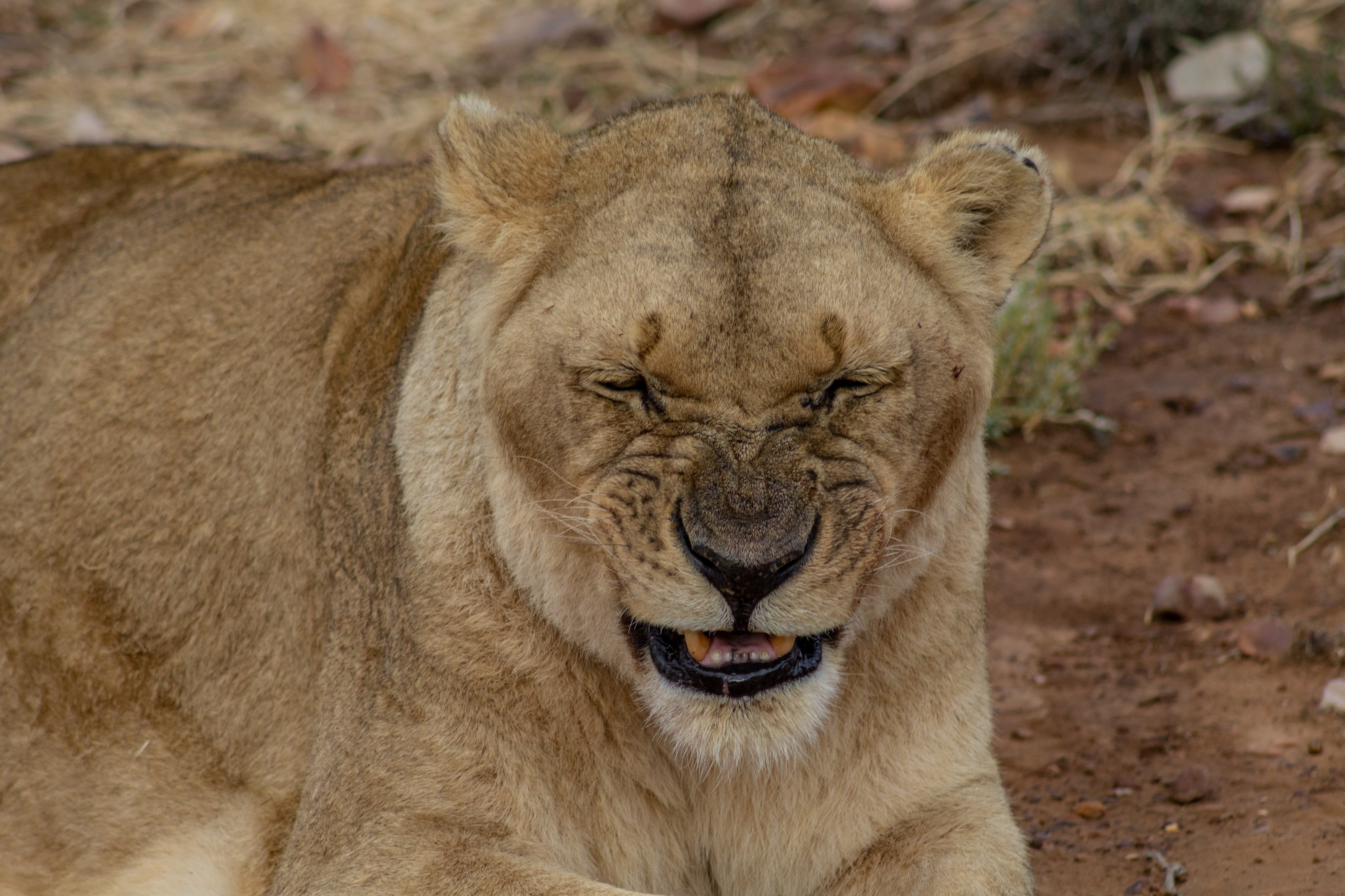 Ngorongoro Crater