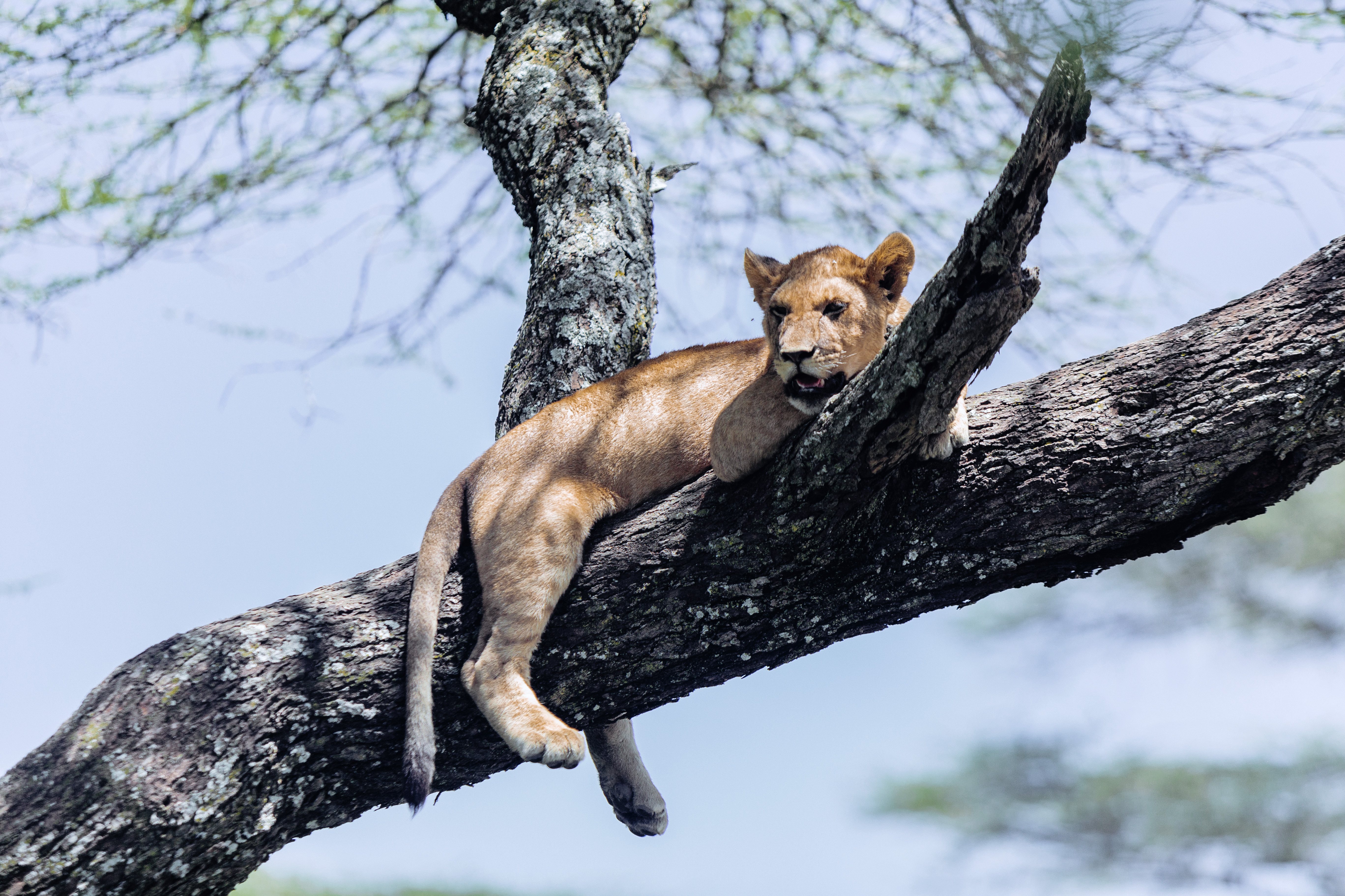 1 days lioness that's climbig trees 2026-2027