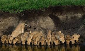 African lioness in Arusha National Park on a Tanzania private safari tour