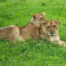 Lioness resting peacefully in the grass on a safari game drive