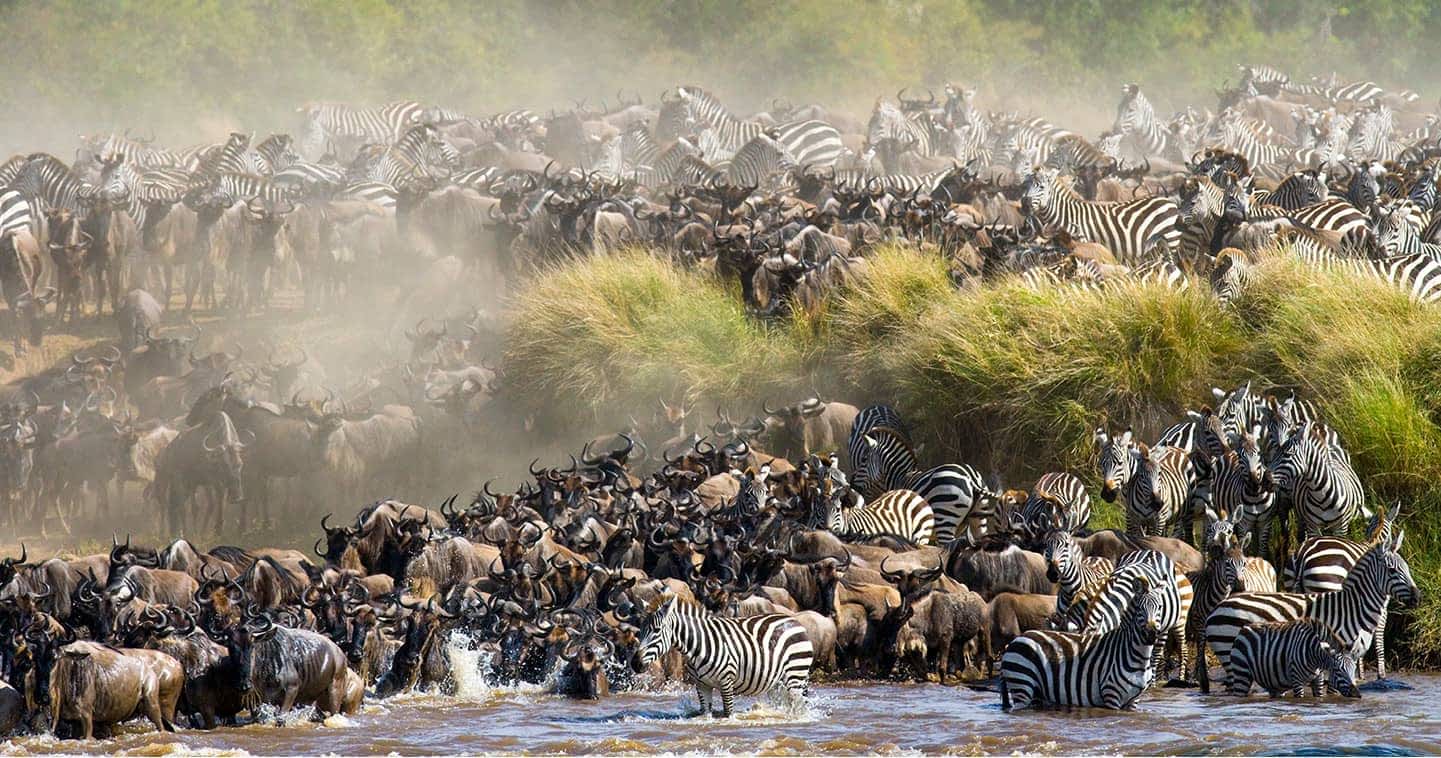 Wildebeest migration crossing border plains toward Kenya Maasai Mara