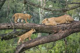 lioness spotted during 2 Days in the lake manyara for 2026/2027