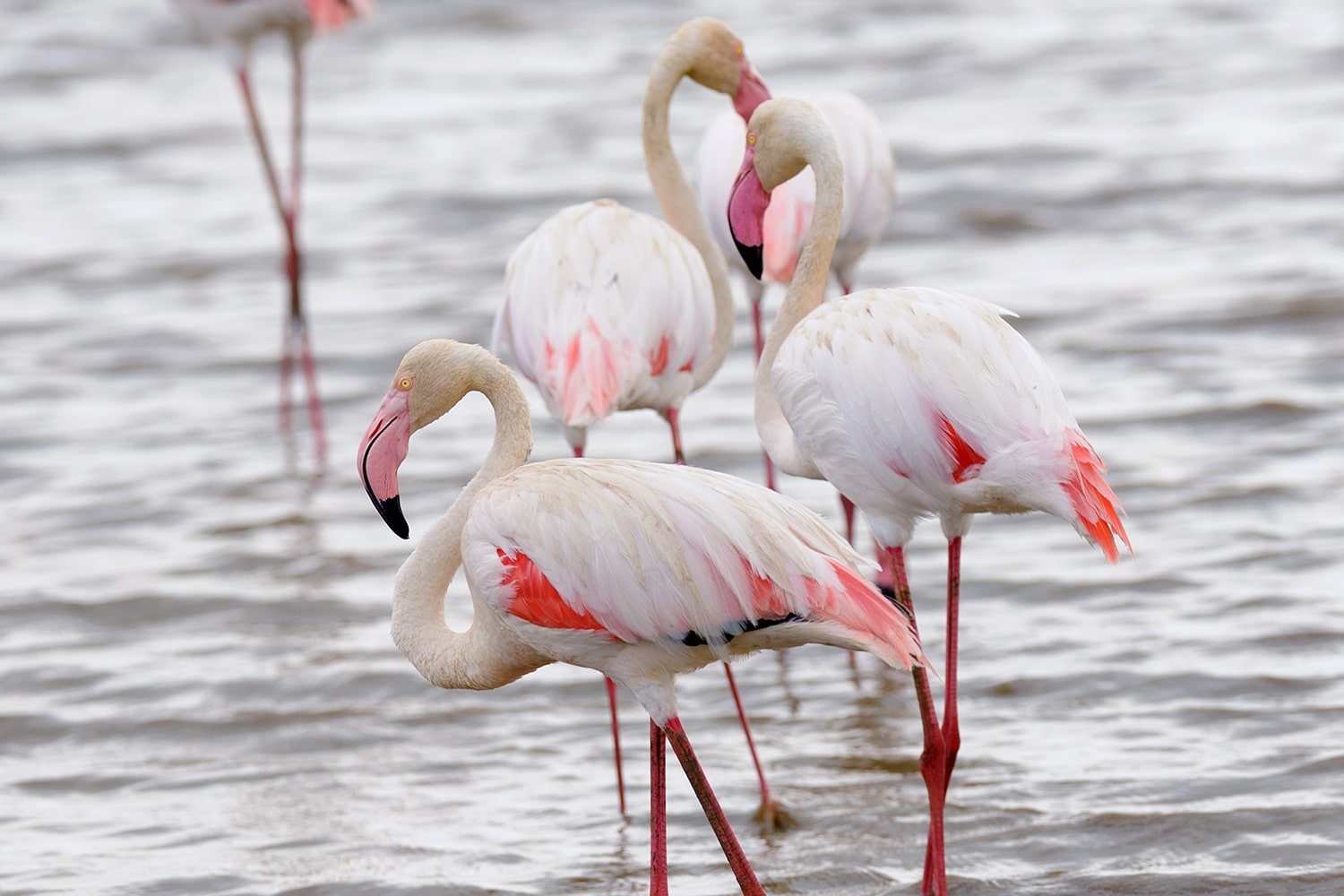 Flamingos and birds at Lake Manyara National Park
