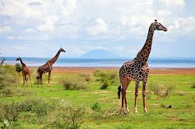 Giraffe spotted during 2 Days Tanzania Private Safari Tour for 2026/2027