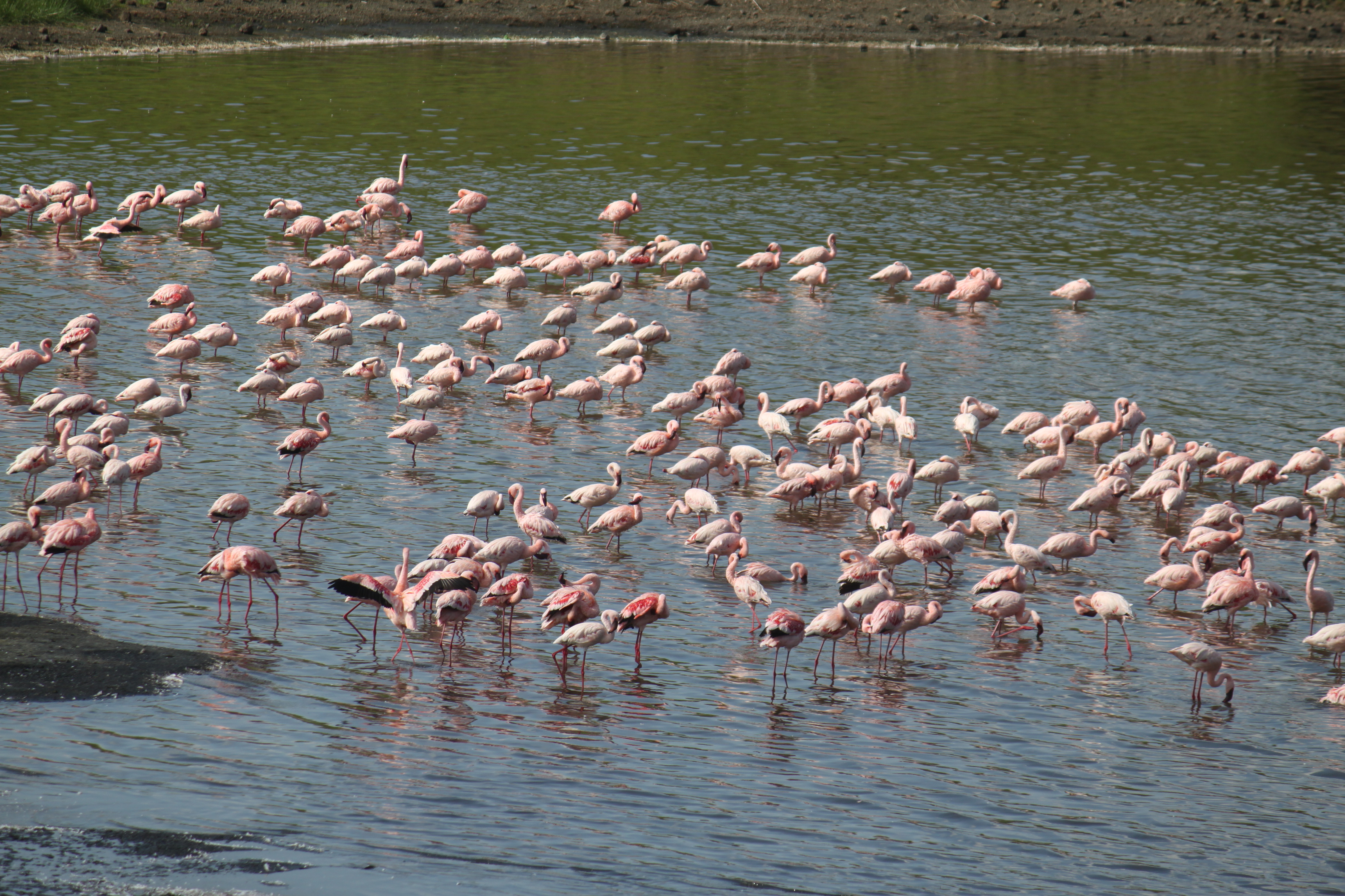Lake Manyara National Park