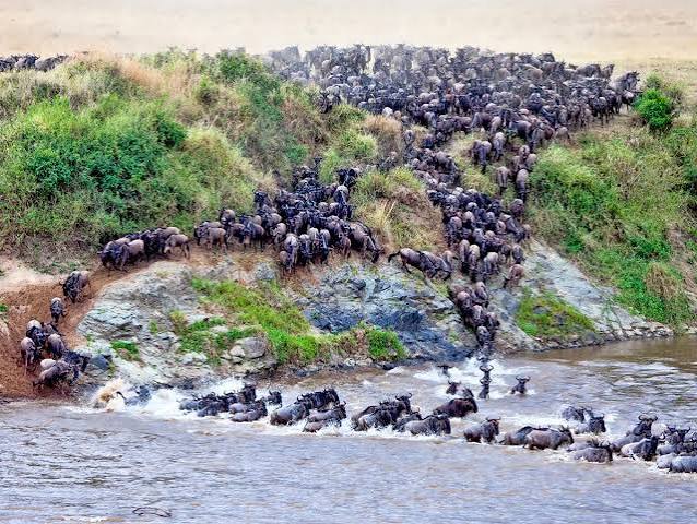 Wildebeest crossing the Mara River in Northern Serengeti Kogatende sector Tanzania