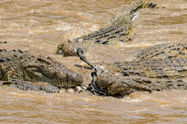Nile crocodiles waiting during the Great Migration river crossing