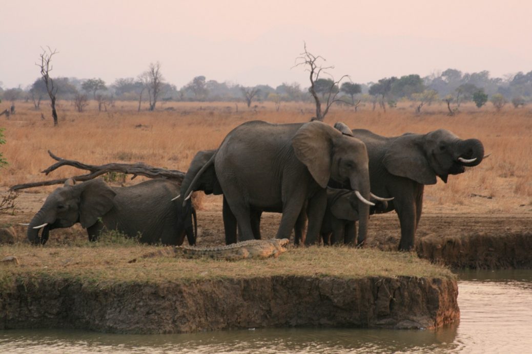 Wildlife gathering around waterholes during the dry season in Mikumi National Park