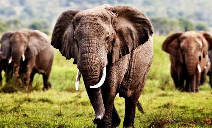Bird watching safari experience in Mikumi National Park wetlands
