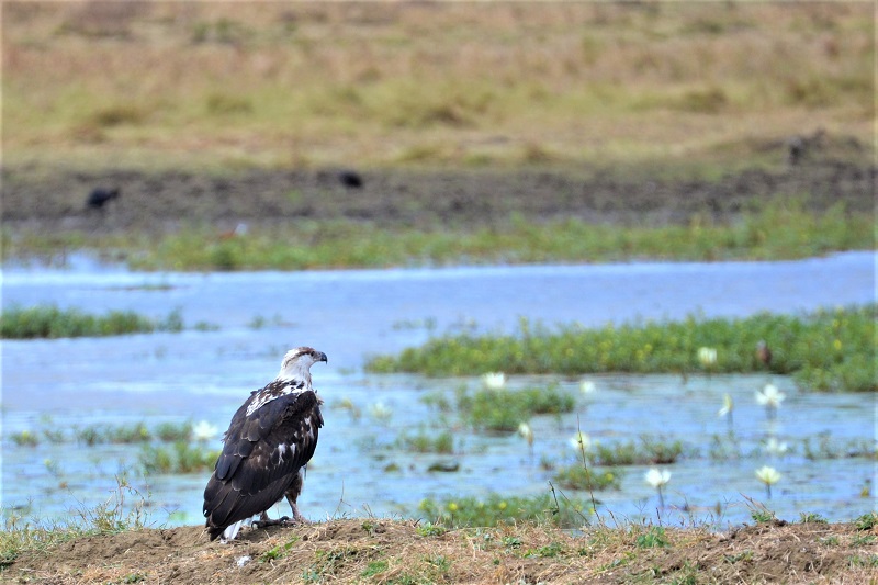 Birdwatching and photography tours in Mikumi National Park