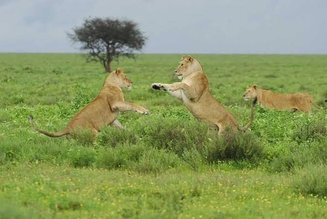 Budget safari adventure in Mikumi National Park Morogoro