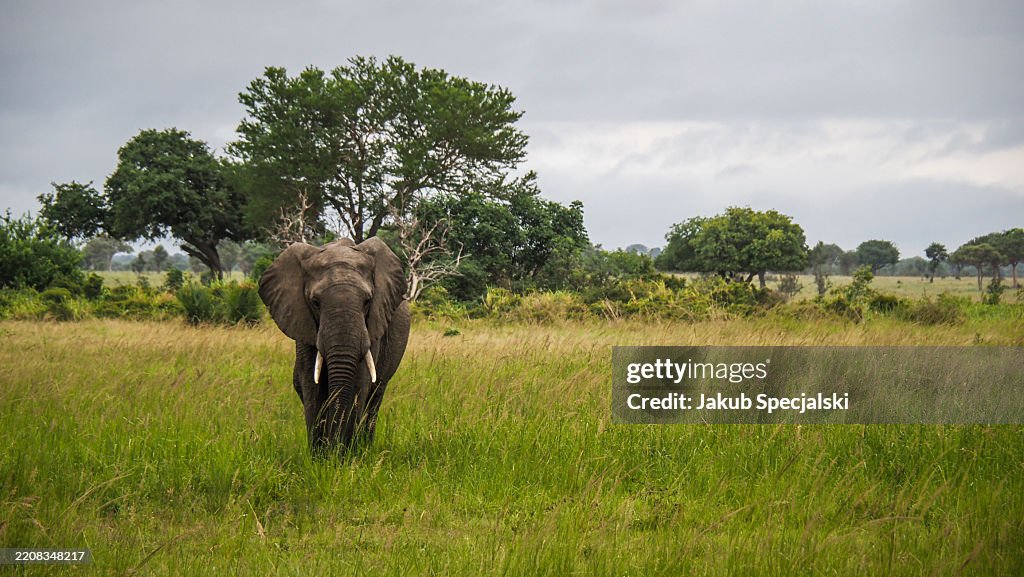1 day Mikumi safari tour for 2026/2027