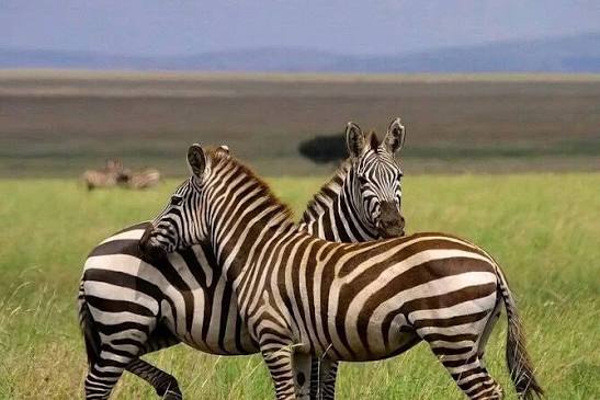 Family friendly game drive experience in Mikumi National Park