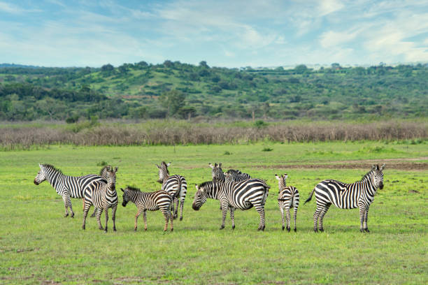 Lush green landscapes and birdlife in Mikumi National Park during the green season