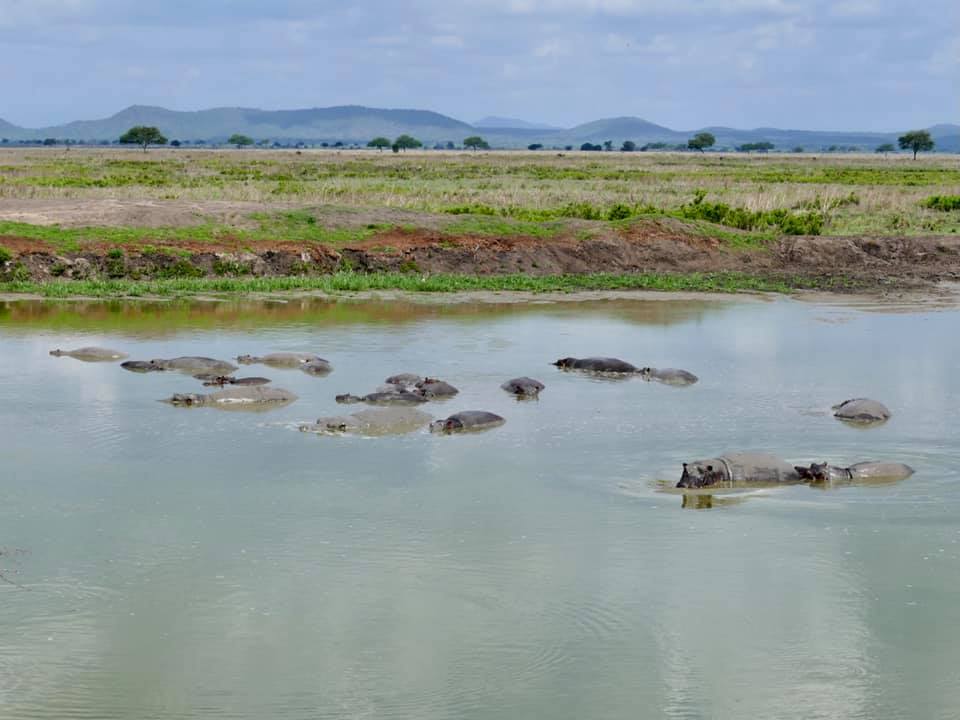 1-Day Mikumi National Park Private Safari