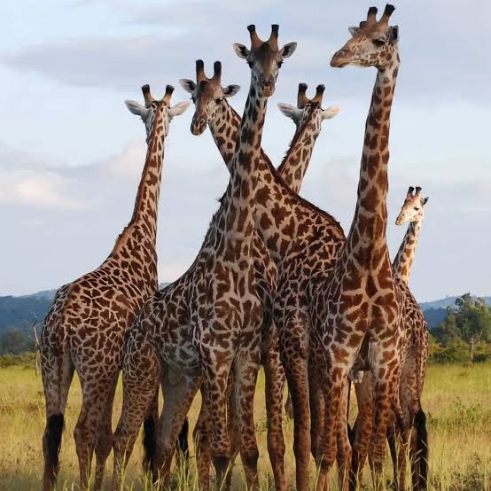 Mikumi photography safari game drive in Morogoro Tanzania