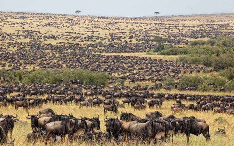 6 Days Ndutu Great Migration Safari Tour