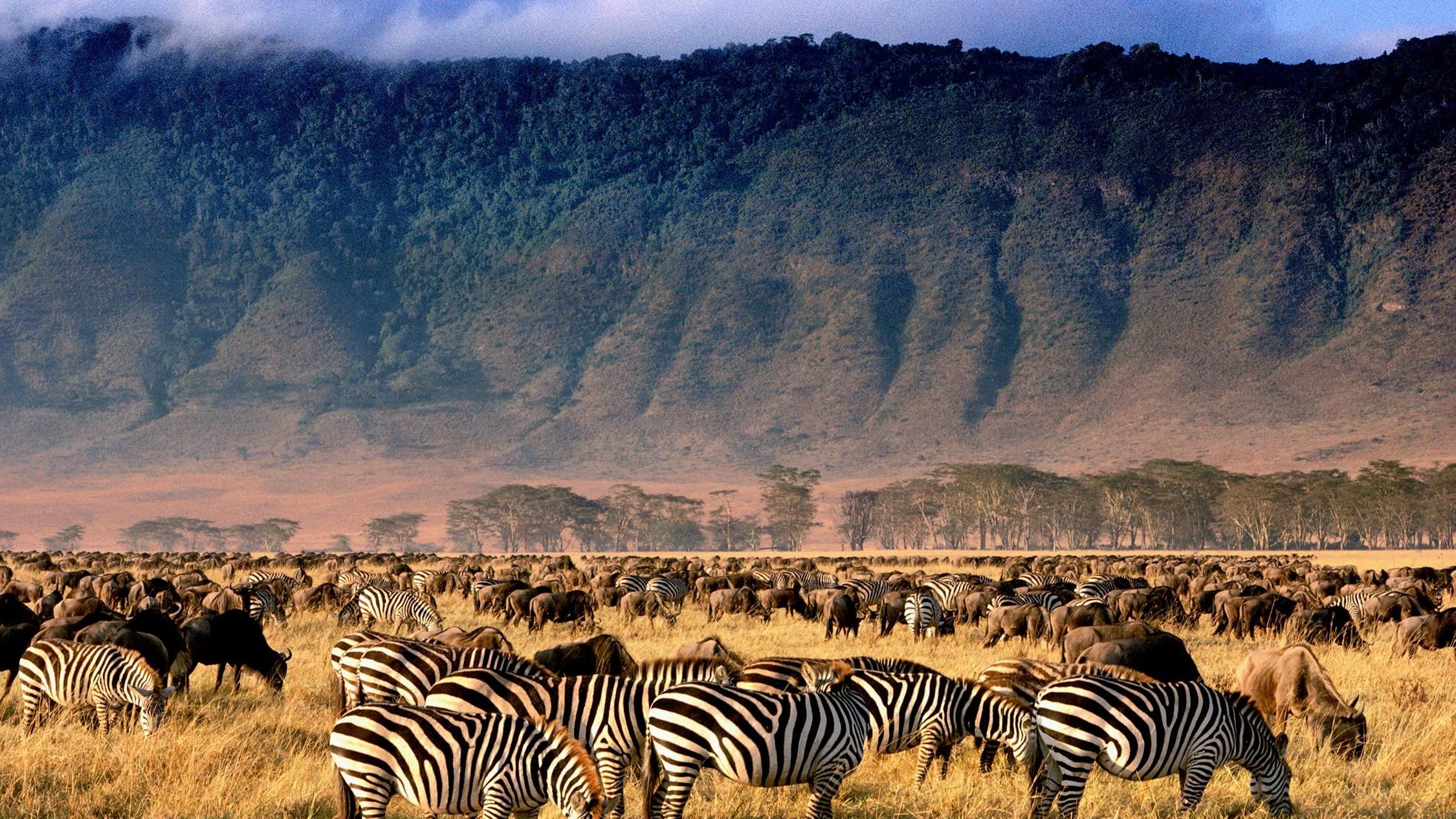 Zebras roaming the Ngorongoro Crater floor